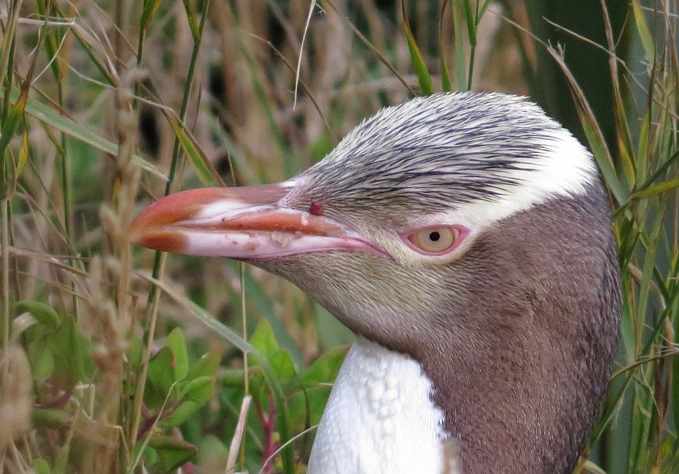 Gelbaugenpinguin